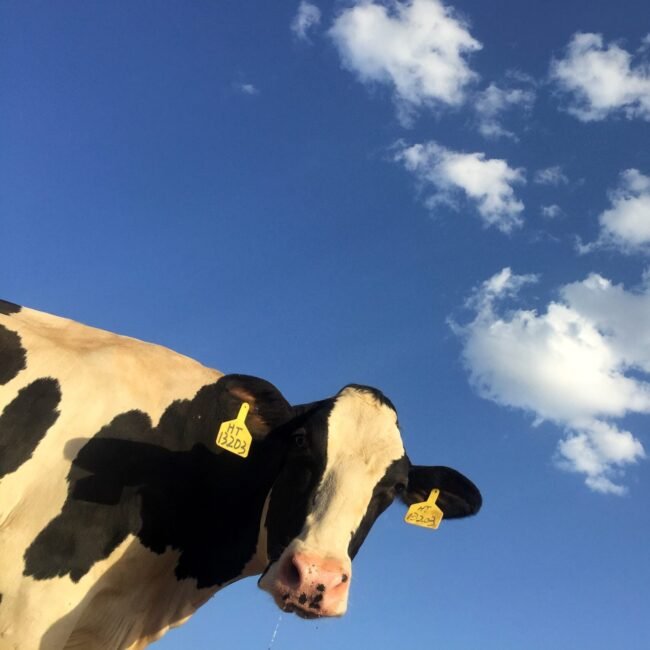 Cow with clouds