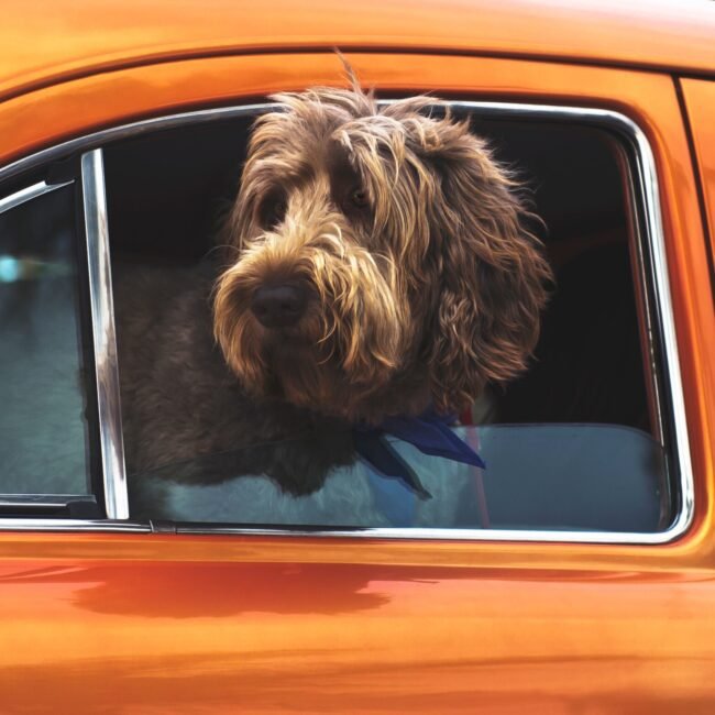 Brown shaggy dog with head to of window in orange car.